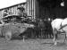 Halberstadt Cl.II  with horses at Marville in March 1918 (0978-052)